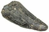 Tyrannosaur Tooth - Two Medicine Formation #241291-1